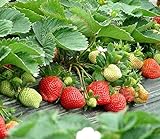 Strawberry Seeds 250 PCS for Planting in Pots Non GMO Photo, bestseller 2024-2023 new, best price $9.99 ($0.04 / Count) review