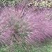 Photo Outsidepride Love Grass Purple - 1000 Seeds new bestseller 2024-2023