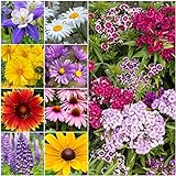 Seed Needs, Butterfly Attracting All Perennial Wildflower Mixture, 30,000 Seeds Bulk Package (99% Pure Live Seed) Photo, bestseller 2024-2023 new, best price $11.99 ($0.00 / Count) review