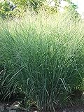 Perennial Farm Marketplace Panicum v. 'Cloud Nine' (Blue Switchgrass) Ornamental Grass, Size-#1 Container, Green Foliage with Airy Blooms Photo, bestseller 2024-2023 new, best price $14.95 review