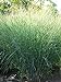 Photo Perennial Farm Marketplace Panicum v. 'Cloud Nine' (Blue Switchgrass) Ornamental Grass, Size-#1 Container, Green Foliage with Airy Blooms new bestseller 2024-2023