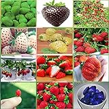 12 paquetes diferentes semillas de fresa (verde, blanco, negro, rojo, azul, gigante, Mini, Bonsai, rojo normal, Pineberry) E3508 Foto, éxito de ventas 2024-2023 nuevo, mejor precio 6,99 € revisión