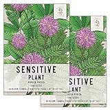 Seed Needs, Sensitive Plant (Mimosa pudica) Twin Pack of 100 Seeds Each Photo, bestseller 2024-2023 new, best price $8.85 ($0.04 / Count) review