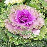 Outsidepride Ornamental Kale - 1000 Seeds Photo, bestseller 2024-2023 new, best price $6.49 review