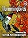 Photo Hummingbirds new bestseller 2024-2023