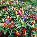 Photo CEMEHA SEEDS - Indoor Masquerade Ornamental Pepper Mix for Pots Non GMO Vegetable for Planting new bestseller 2024-2023