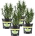 Photo Bonnie Plants Rosemary Live Edible Aromatic Herb Plant - 4 Pack, Perennial In Zones 8 to 10, Great for Cooking & Grilling, Italian & Mediterranean Dishes, Vinegars & Oils, Breads new bestseller 2024-2023