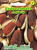 Erdbeermais Zea mays Mais Trockenblume hochwachsende Maisart Foto, Bestseller 2024-2023 neu, bester Preis 1,94 € Rezension