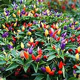 50PCS Garden Ornamental Hot Pepper Seed Organic Chilli Pepper Seeds Photo, bestseller 2024-2023 new, best price $4.39 ($0.09 / Count) review
