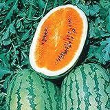 Burpee Orange Tendersweet Watermelon Seeds 60 seeds Photo, bestseller 2024-2023 new, best price $7.19 review
