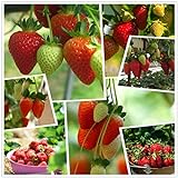 Red Strawberry Climbing Strawberry Fruit Plant Seeds Home Garden New 300 pcs Photo, bestseller 2024-2023 new, best price $10.88 review