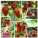 Photo Red Strawberry Climbing Strawberry Fruit Plant Seeds Home Garden New 300 pcs new bestseller 2024-2023
