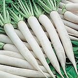 50+ Daikon Radish Seed Pack. Garden Planting, Jar Planting or Microgreens Photo, bestseller 2024-2023 new, best price $2.29 ($0.05 / Count) review