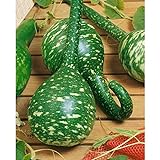 Long Handle Dipper Gourd Seeds for Planting - 20 Seeds Photo, bestseller 2024-2023 new, best price $8.28 ($0.41 / Count) review