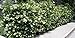 Photo Ligustrum Japonicum 'Recurvifolium' - Curled Leaf Privet - 20 Live Plants - Evergreen Privacy Hedge new bestseller 2024-2023