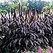 Photo Park Seed Purple Majesty Hybrid Ornamental Millet Seeds new bestseller 2024-2023