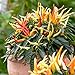 Photo Medusa,Edible Ornamental Pepper -(Capsicum Annuum ) 10 Seeds new bestseller 2024-2023