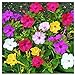 Photo 80 Mixed Four O'Clock Seeds - Tender Perennial That Reseeds Easily new bestseller 2024-2023