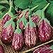 Photo David's Garden Seeds Eggplant Shooting Stars 1315 (Purple) 50 Non-GMO, Heirloom Seeds new bestseller 2024-2023