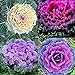 Photo KETERE Colorful Japanese Ornamental Cabbage Osaka Mix Seeds for Planting Around 100 Pcs Seeds new bestseller 2024-2023