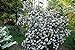 Photo Pragense Viburnum Bush - White Flowering Shrub - Live Plant Shipped 1 to 2 Feet Tall - Best Privacy Hedge by DAS Farms (No California) new bestseller 2024-2023