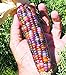 Foto Vegetable Seeds 20 dulce Rainbow maíz semillas coloridas Healty maíz en grano Cereales Sementes 95% + de germinación en la granja Jardín Bonasai púrpura nuevo éxito de ventas 2024-2023