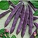 Photo David's Garden Seeds Bean Pole Dow Purple Podded 9975 (Purple) 50 Non-GMO, Open Pollinated Seeds new bestseller 2024-2023