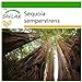 Foto SAFLAX - Secuoya roja - 50 semillas - Con sustrato estéril para cultivo - Sequoia sempervirens nuevo éxito de ventas 2024-2023