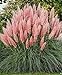 Photo Ecowus Pink Pampas Grass Cortaderia Selloana Rosea Ornamental Flower - 200 Seeds new bestseller 2024-2023