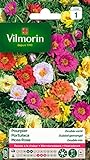 Vilmorin 5633441 Pourpier à Grande Fleur Double varie, Multicolore, 90 x 2 x 160 cm Photo, best-seller 2024-2023 nouveau, meilleur prix 2,50 € (11,90 € / kg) examen