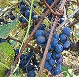 Concord Grape Seeds (Vitis labrusca 'Concord') 10+ Organic Michigan Concord Grape Vine Seeds in FROZEN SEED CAPSULES for The Gardener & Rare Seeds Collector - Plant Seeds Now or Save Seeds for Years Photo, bestseller 2024-2023 new, best price $14.95 review