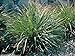 Photo Gamma Grass -50 Seeds(Tripsacum dactyloides) Warm-Season Perennial ~Ornamental ! new bestseller 2024-2023