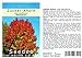 Foto Seedeo® Zucker-Ahorn (Acer saccharum) 20 Samen neu Bestseller 2024-2023