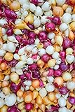 Onion Sets, MIX, Red,Yellow,White (30 Bulbs) Garden Vegetable Photo, bestseller 2024-2023 new, best price $8.95 review