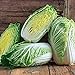 Photo 100+ Count Napa Michihili Heading Cabbage Seed, Heirloom, Non GMO Seed Tasty Healthy Veggie new bestseller 2024-2023