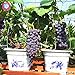 Foto 50pcs semillas de uva negro semillas de uva bonsai frutales enanos crecen las uvas árbol fácil semillas de frutas japoneses para plantar jardín de su casa nuevo éxito de ventas 2024-2023