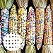 Foto Benoon 40 unids/bolso Semillas de maíz, semillas de alimentos Fast creciendo buena cosecha Ligero rojo Cáscara de maíz semillas de maíz para granja Semillas de maíz coloridas nuevo éxito de ventas 2024-2023