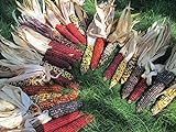 225 Iowa Indian Corn-Ornamental Seeds High Yeild Colorful Large Ears Photo, bestseller 2024-2023 new, best price $16.98 review