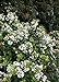 Photo Spring Sonata Indian Hawthorne (2 Gallon) Flowering Evergreen Shrub with White Blooms - Full Sun to Part Shade Live Outdoor Plant - Southern Living Plants new bestseller 2024-2023