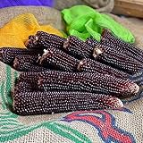 Ornamental Corn Seeds - Ruby Red - 1,000 Seeds Photo, bestseller 2024-2023 new, best price $11.99 ($0.01 / Count) review
