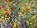 Photo Cioler Seed House - Graines de fleurs sauvages rares Mélange de fleurs Mélange amical pour les abeilles et les abeilles nouveau best-seller 2024-2023