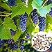 Foto Oce180anYLVUK Grape Seeds,50 Stück/Beutel Traubenkerne Phyto-Nährstoffe Reich an Vitaminen Mehrjährige Topffruchtsamen für den Balkon Grape Seeds neu Bestseller 2024-2023
