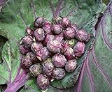 Seeds4planting - Seeds Brussels Sprouts Cabbage Purple Heirloom Vegetable Non GMO Photo, bestseller 2024-2023 new, best price $6.94 review