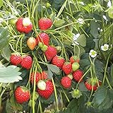 100 Semillas de Fresa (Climbing Strawberry) Foto, éxito de ventas 2024-2023 nuevo, mejor precio 3,89 € revisión
