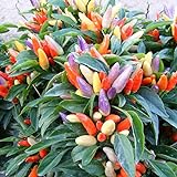 Park Seed NuMex Easter Ornamental Chili Pepper Seeds, Pack of 10 Seeds Photo, bestseller 2024-2023 new, best price $7.95 review