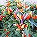Photo Park Seed NuMex Easter Ornamental Chili Pepper Seeds, Pack of 10 Seeds new bestseller 2024-2023
