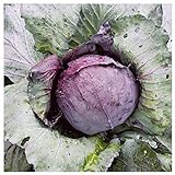 Everwilde Farms - 1 Lb Red Acre Cabbage Seeds - Gold Vault Photo, bestseller 2024-2023 new, best price $16.20 review