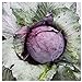 Photo Everwilde Farms - 1 Lb Red Acre Cabbage Seeds - Gold Vault new bestseller 2024-2023