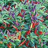Sangria No Heat Ornamental Pepper Seeds (60+ Seed Package) Photo, bestseller 2024-2023 new, best price $6.69 review