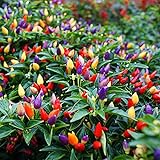 MOCCUROD 50pcs Pepper Ornamental Floribela Plant Seeds Photo, bestseller 2024-2023 new, best price $7.99 ($0.16 / Count) review